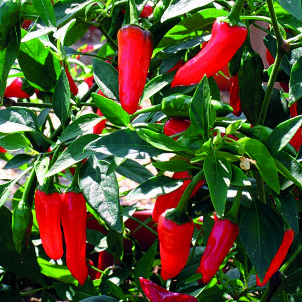 SERRANO